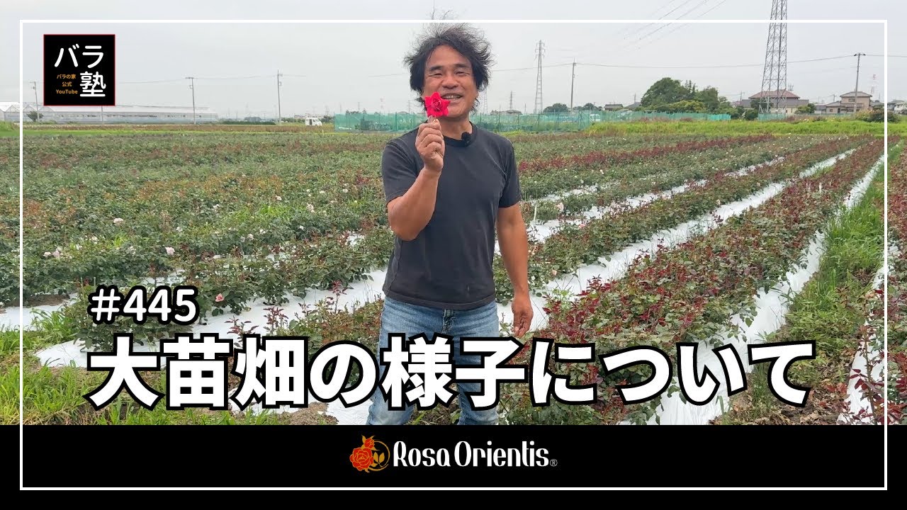 445 About the state of the large seedling field - YouTube