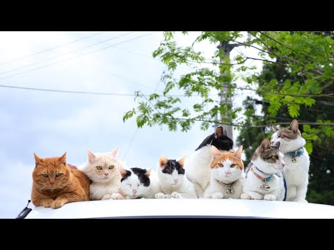 軽トラの屋根の上の7匹の猫 230925 - YouTube
