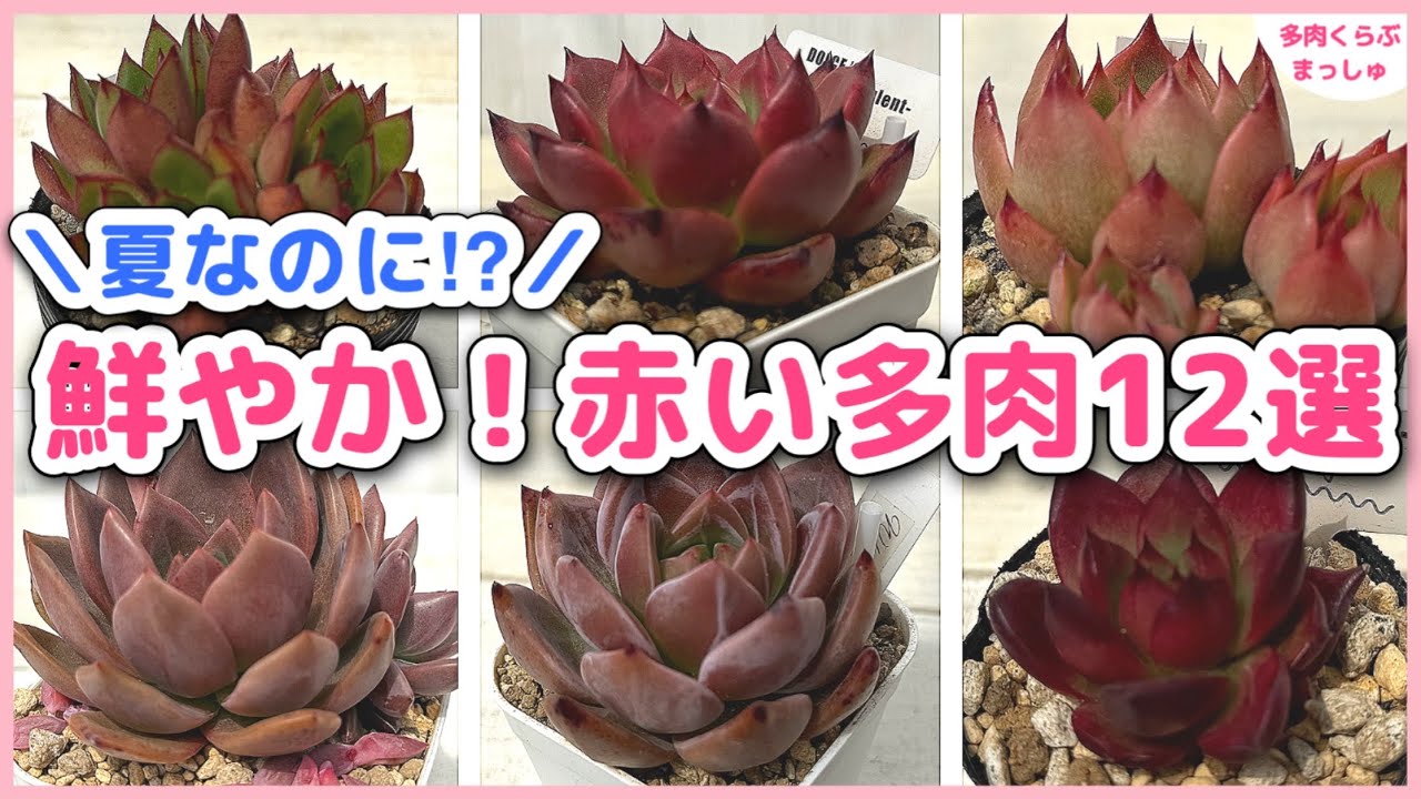 多肉植物】夏なのに真っ赤⁈今見てほしい赤い多肉12選❣️育てやすい