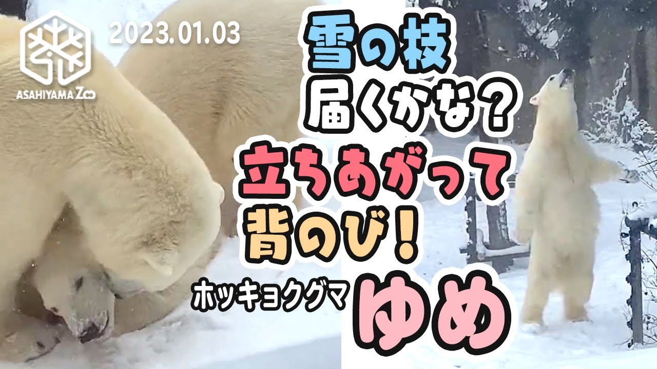 旭山動物園】二足立ち 背のびでピョン！⛄️雪の枝とどかなくて「ママ