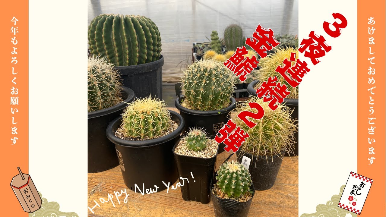 2025年第2弾 金鯱たち、金と白でこれまためでたい、沢山の種類が