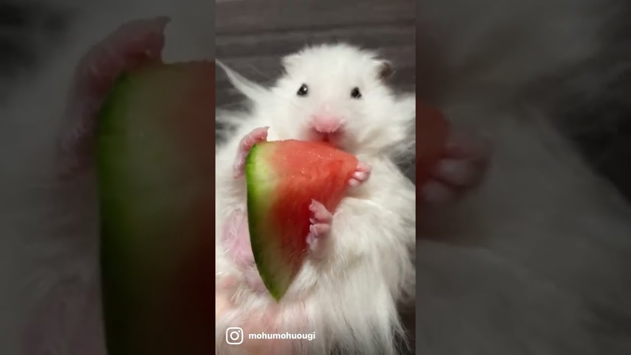 ハムスターがスイカ食べる瞬間。。。！ - YouTube