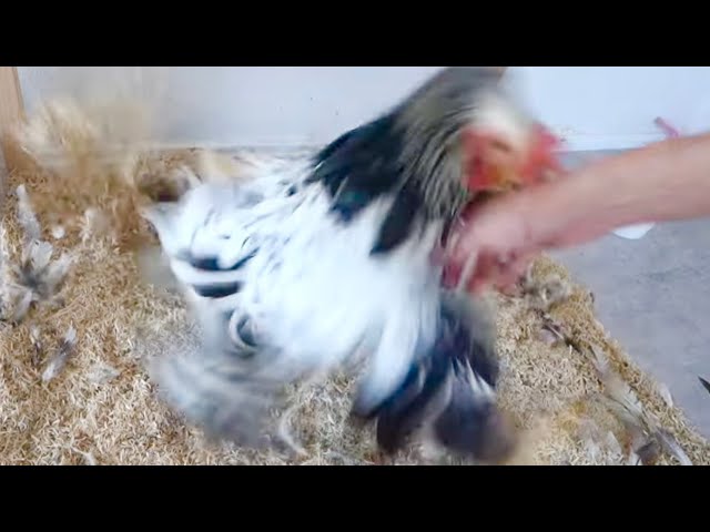凶暴なニワトリを手なづけました - YouTube