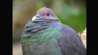 カラスバト（4）アカガシラカラスバト（母島） - Japanese wood pigeon