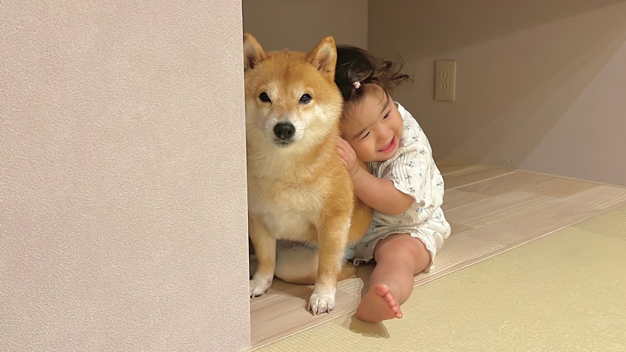 こっそりふたりだけの空間でかくれんぼする豆柴と1歳児が可愛すぎまし