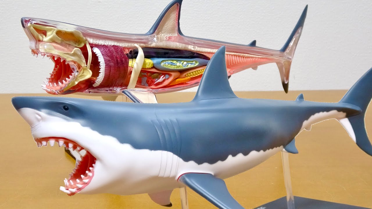 ホホジロザメの体の中が見れる! 4D VISION GREAT WHITE SHARK ANATOMY