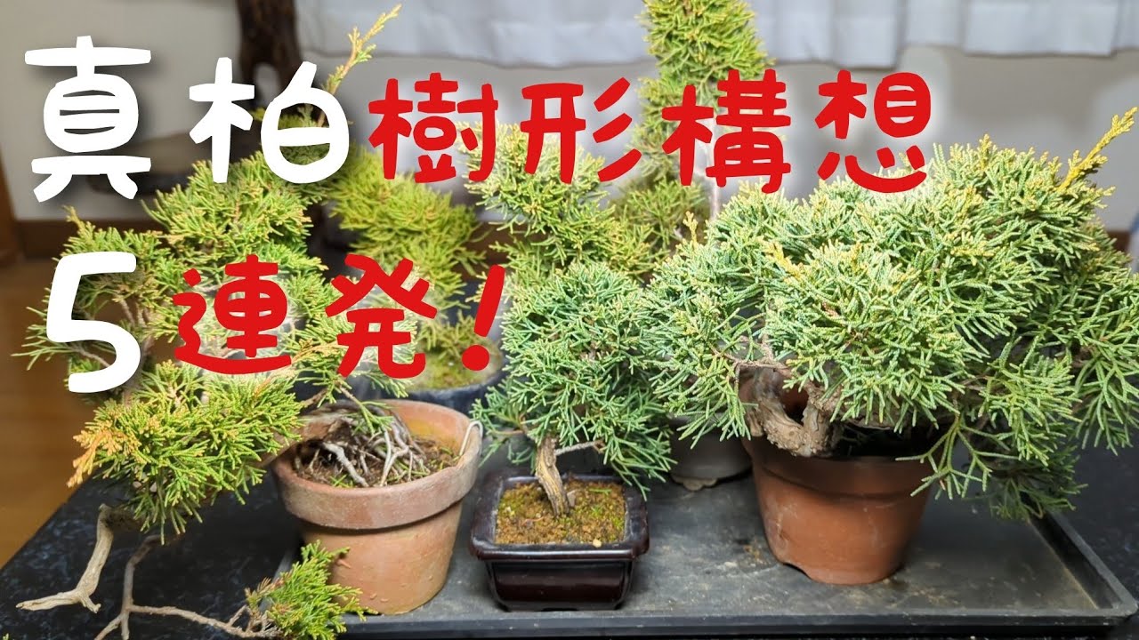 真柏 樹形構想5連発！ - YouTube