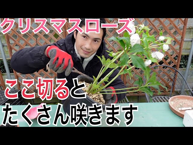 Christmas Rose] How to grow it so that it blooms profusely next