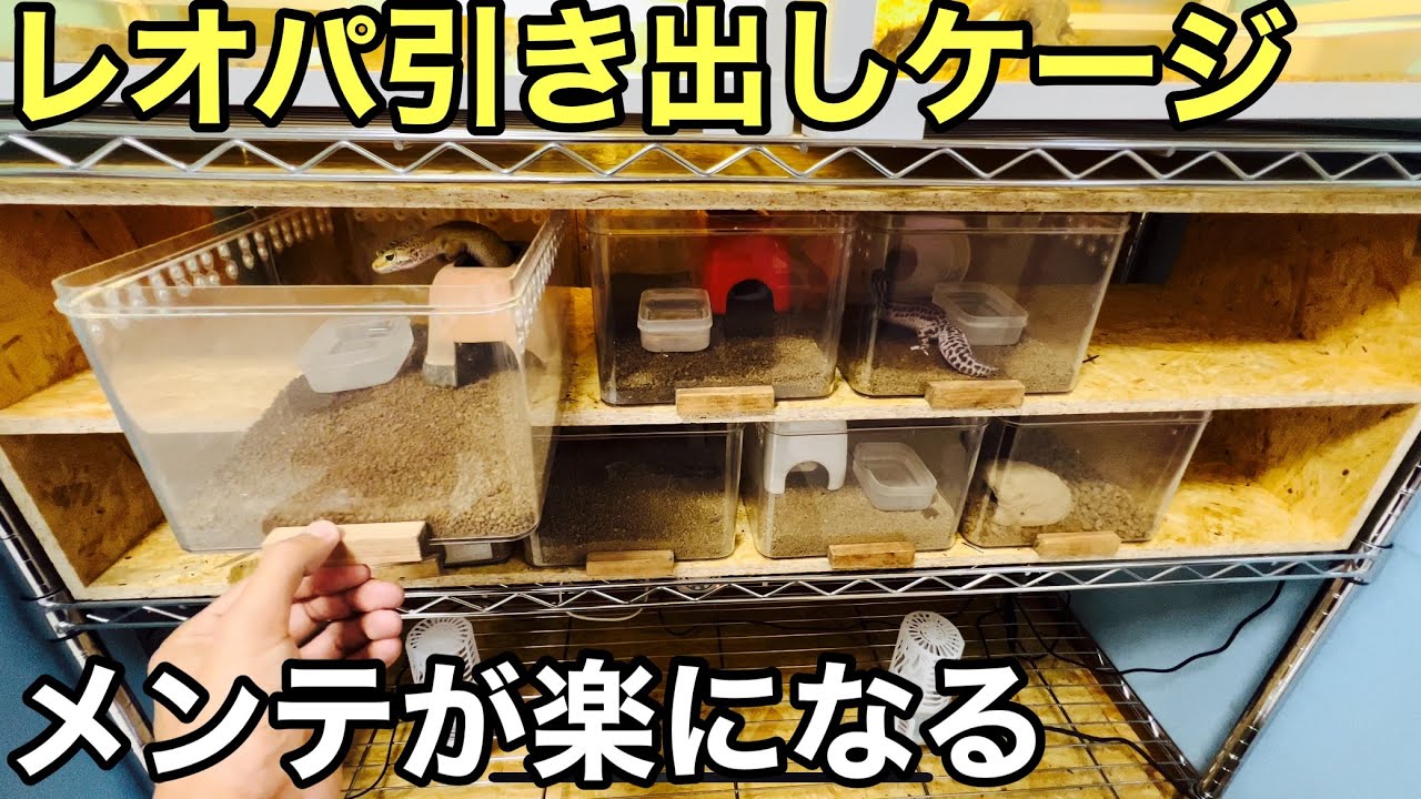 2000円でレオパ達のケージを引き出し式にするDIY【爬虫類】メンテが
