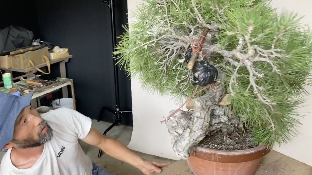 山 房 | 盆栽、盆栽書籍、盆栽鉢の通販│近代出版