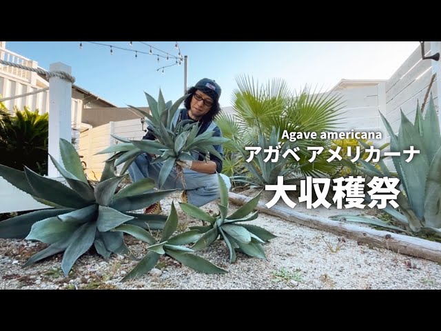 ガーデニング】超巨大アガベを移植する庭いじりDay!! - YouTube