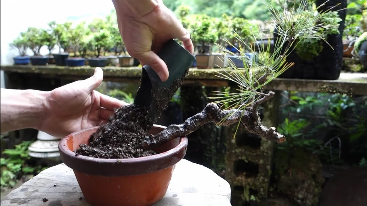 Bonsai diary ♯119「山採りしてきた赤松の植え付け #2」 - YouTube