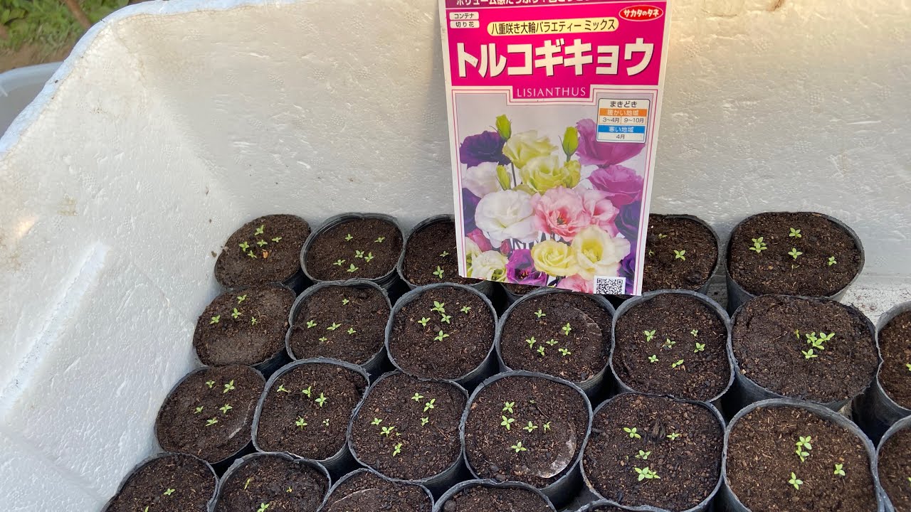 トルコキキョウ育苗？難しい2022.12.27 - YouTube