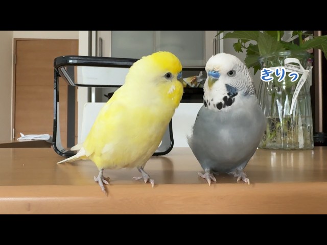 夏休み】インコとジャンボの遊び方が独特で面白い - YouTube