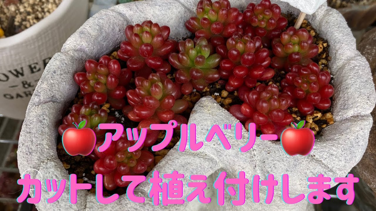 セダム アップルベリー - YouTube