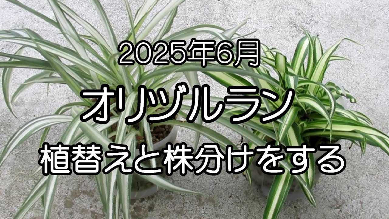 How to grow and propagate spider plants - YouTube