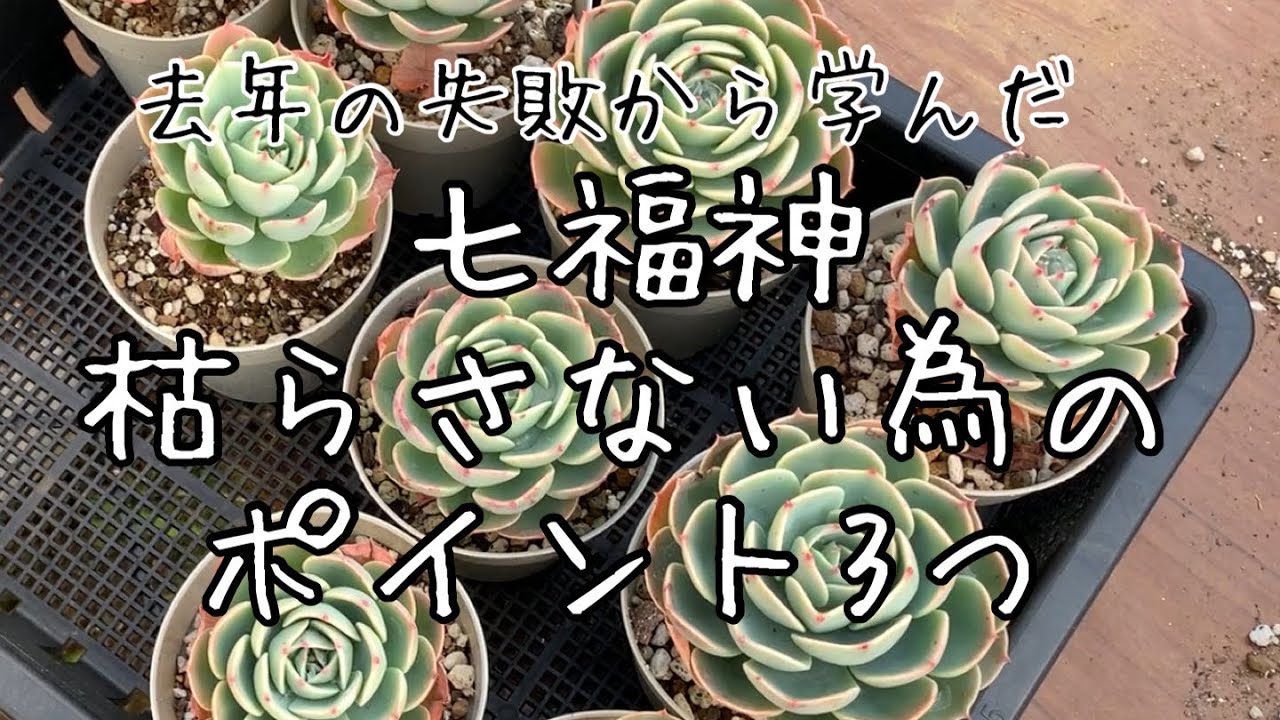 Succulents] Three tips for growing and repotting the Seven Lucky
