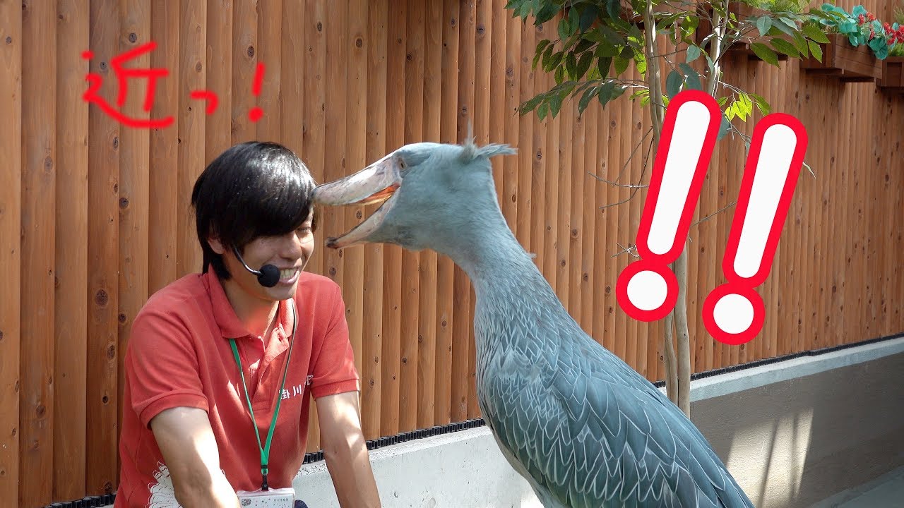 Shoebill FUTABA attacked the caretaker!?ハシビロコウのふたば、お