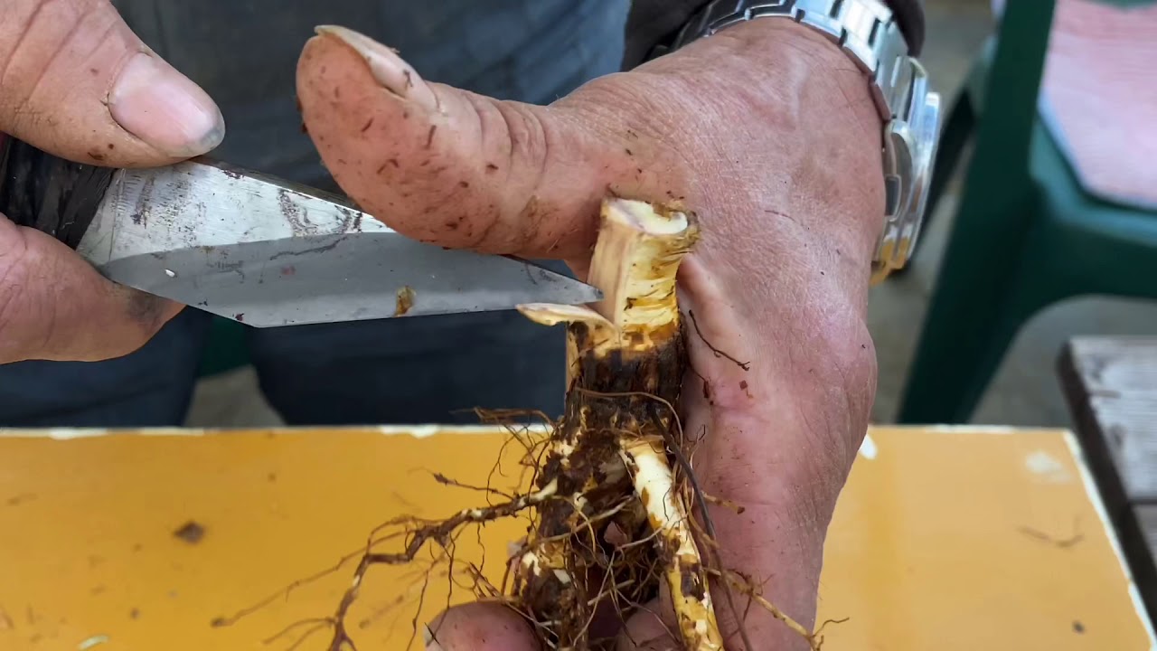 冬季限定 自家製の台木｜バラ苗の通販の篠宮バラ園