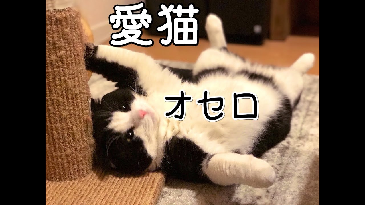 わいわい】愛猫オセロ まとめ【猫の日】 - YouTube
