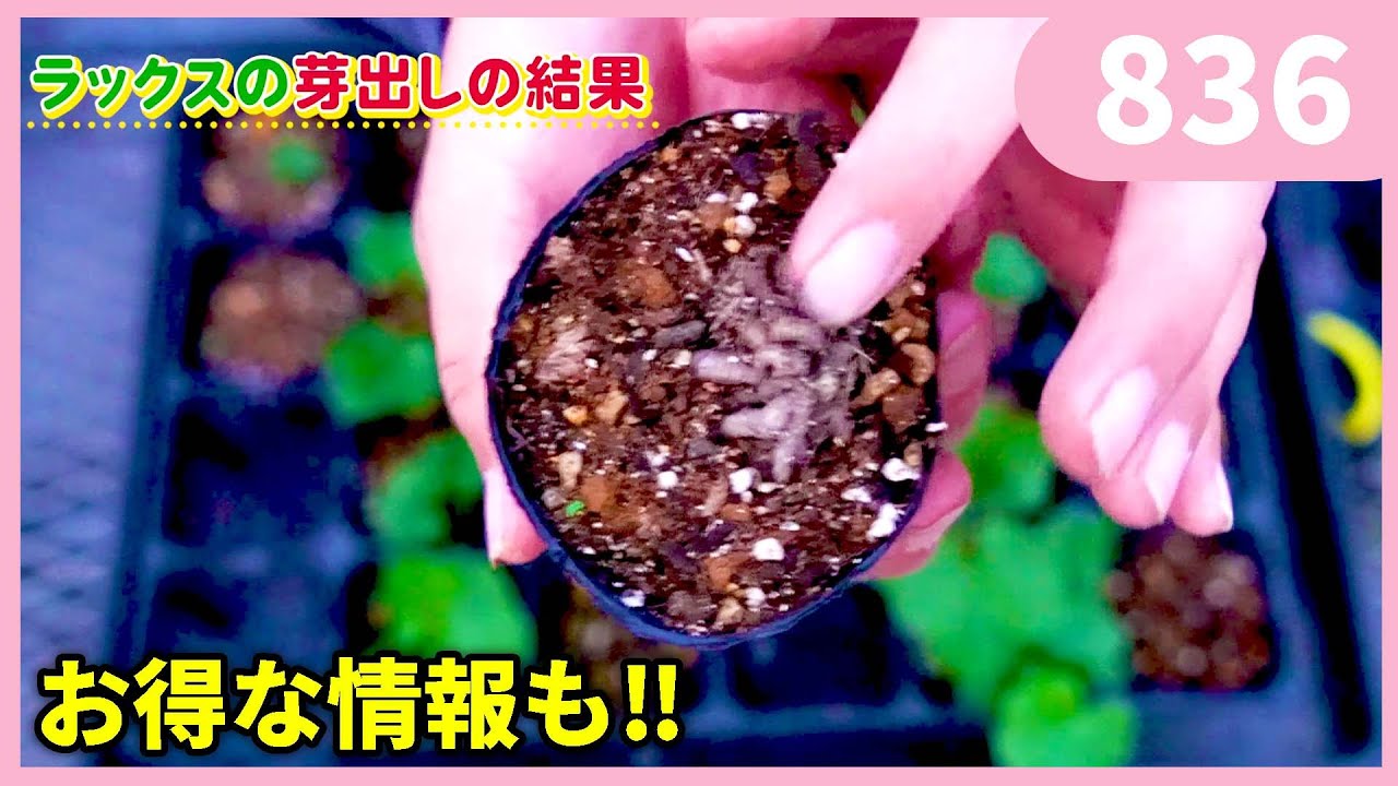 Ranunculus germination results by Gardening Channel 836 #Gardening