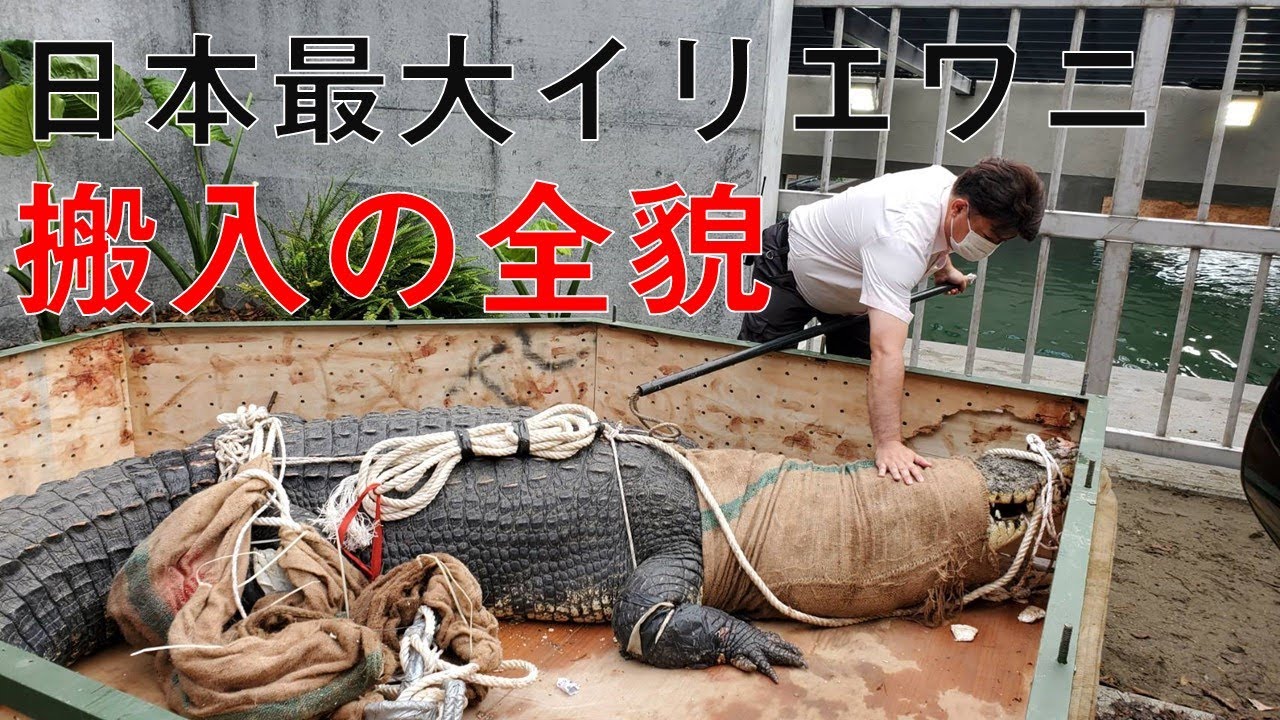 iZoo公式】モンスター来日！国内最大5m超イリエワニを搬入の全貌を大