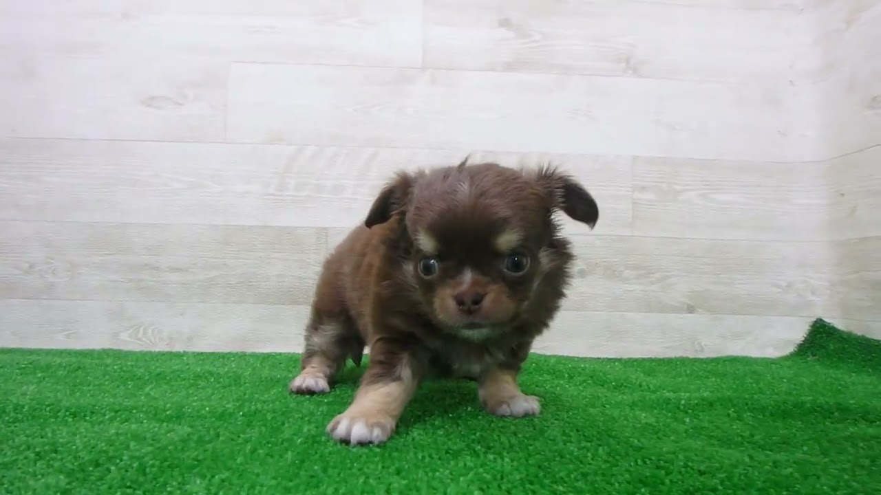 Coo&RIKU No.00746444 チワワ（ロングコート） - YouTube