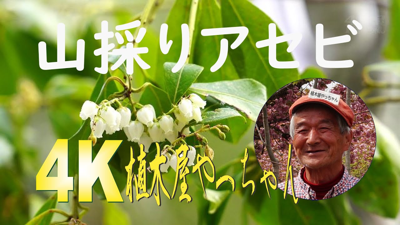山採り自然樹形春一番に咲くアセビ 花 2023 - YouTube