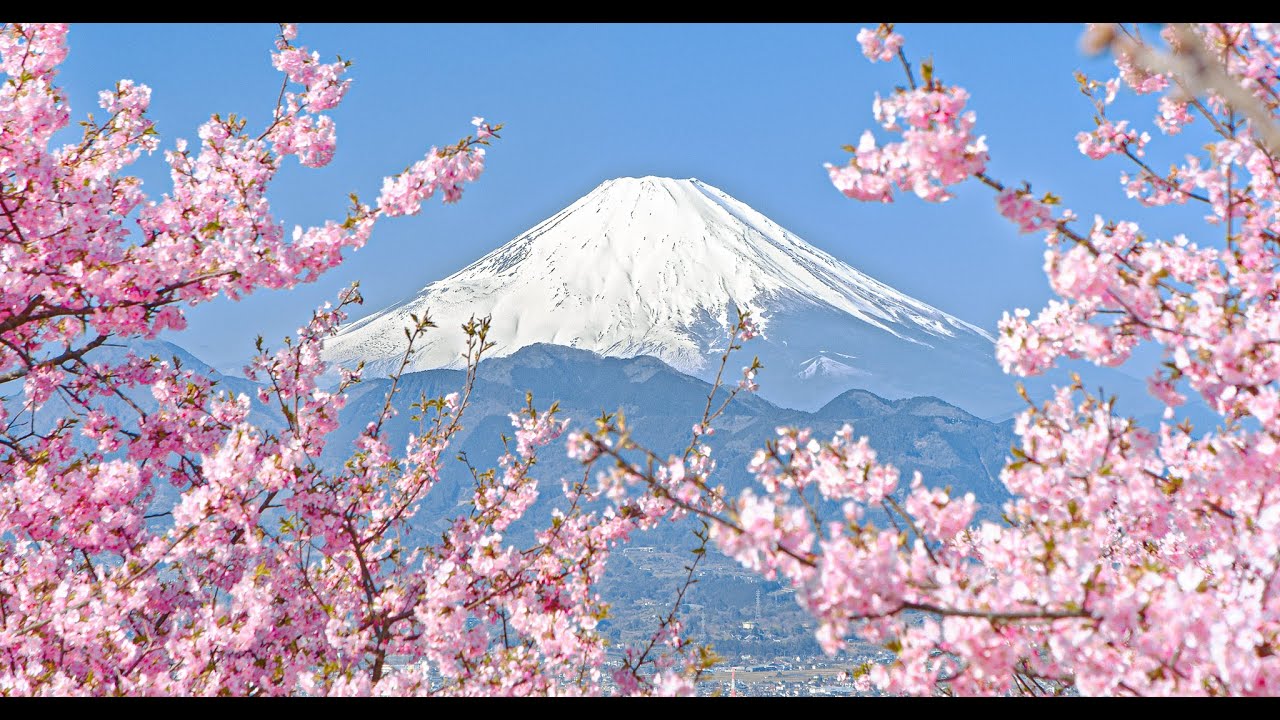 4K] 早春の富士山と河津桜 - Mt. Fuji and Cherry Blossoms in