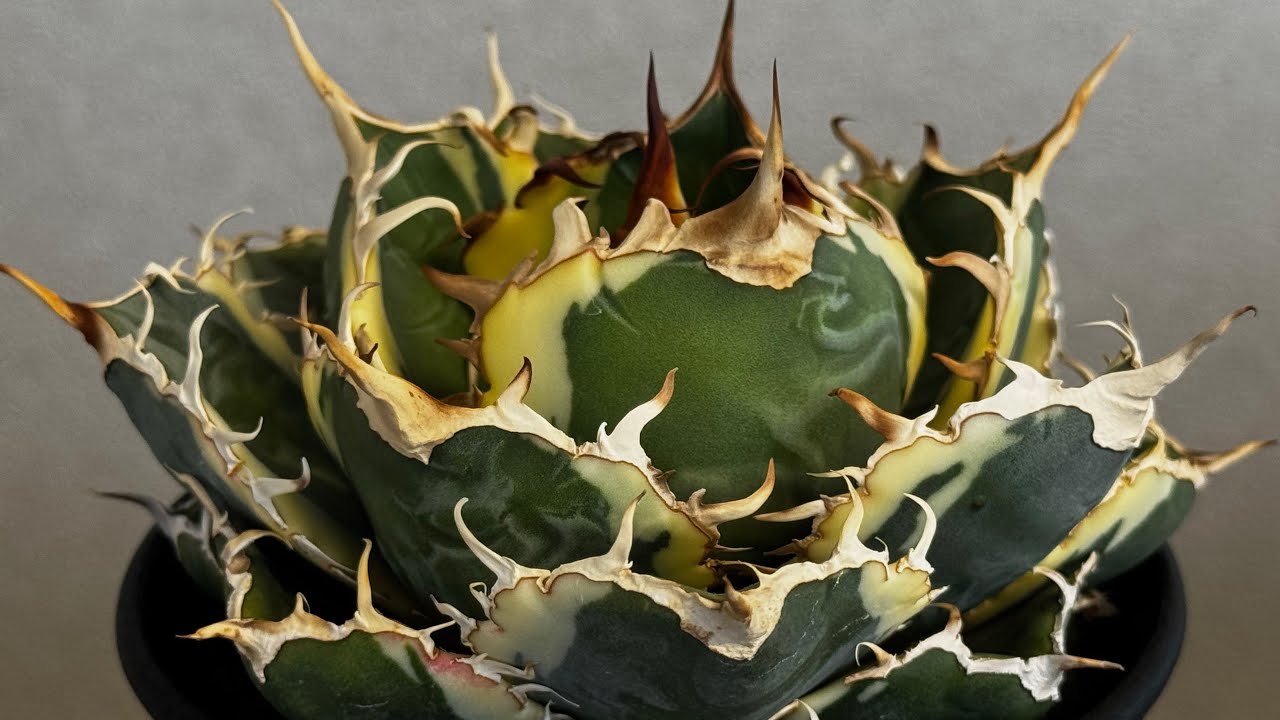 20260126 アガベ・チタノタ白鯨（覆輪）中-006｜agave titanota white