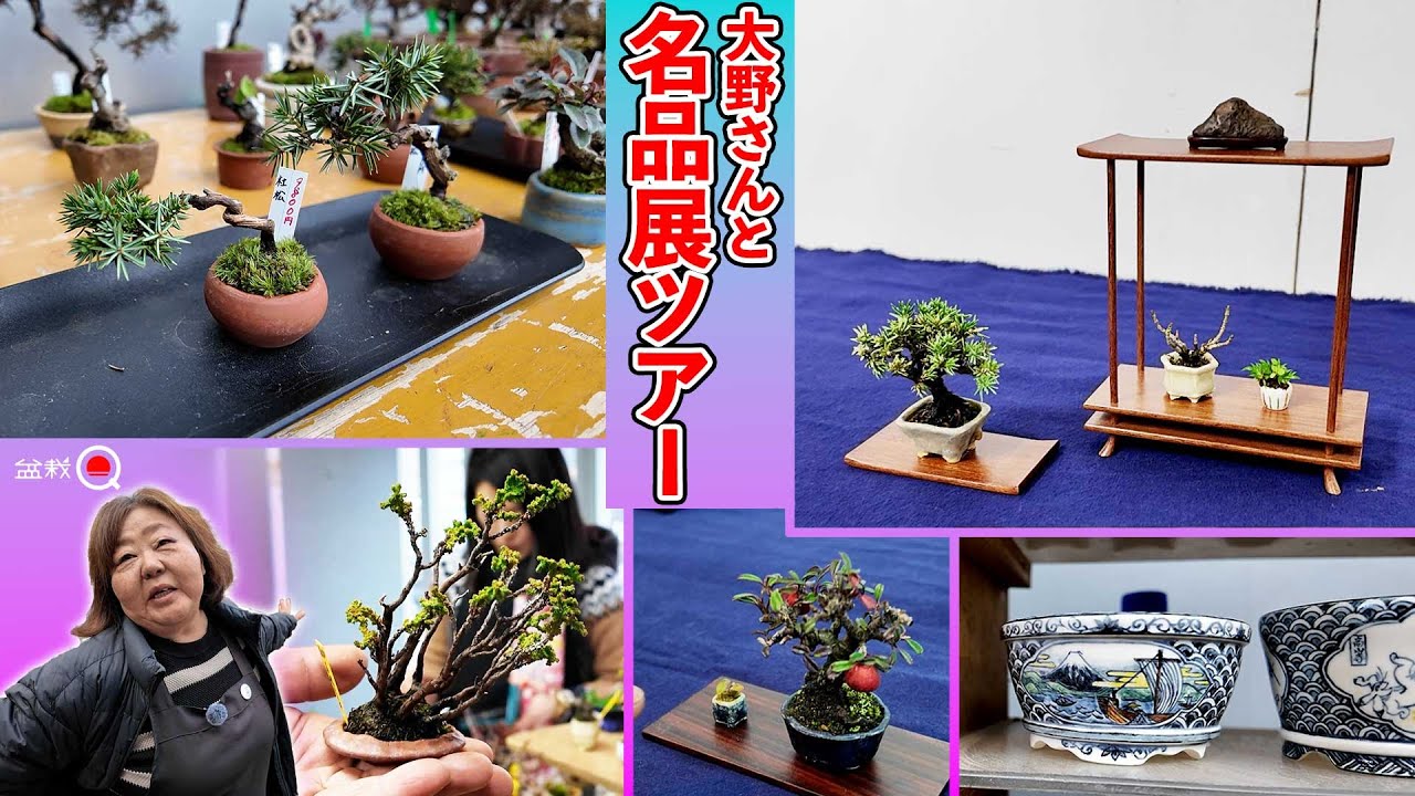 グラキリスの鉢を買いにキューエスプラントさんへ行ってきた/陶芸家