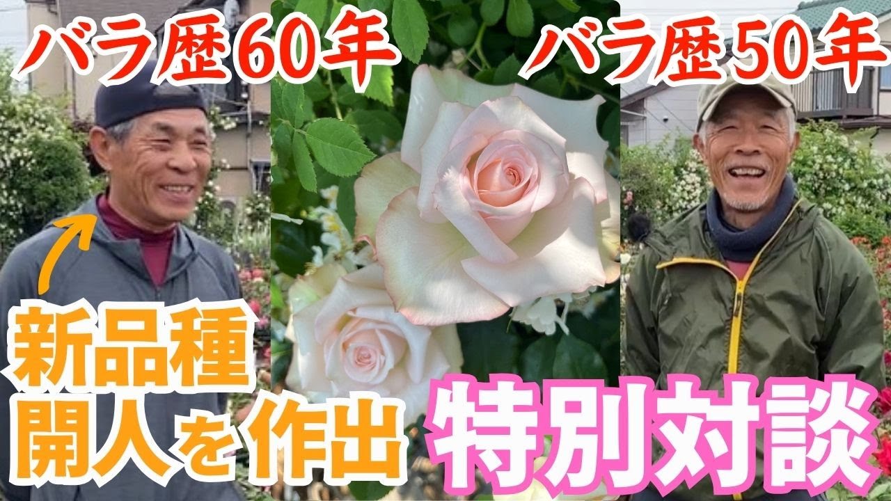 カイト・開人｜バラ苗の通販の篠宮バラ園