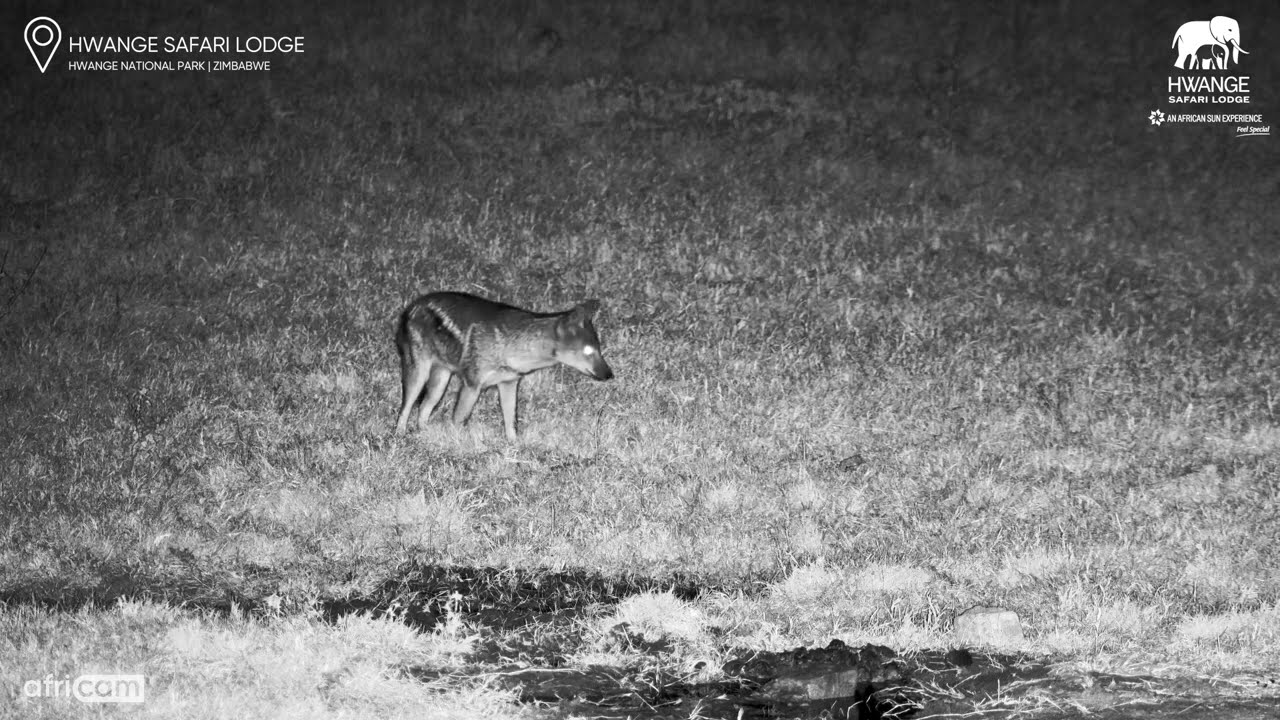 Playful Side-Striped Jackal Gets the Zoomies - YouTube
