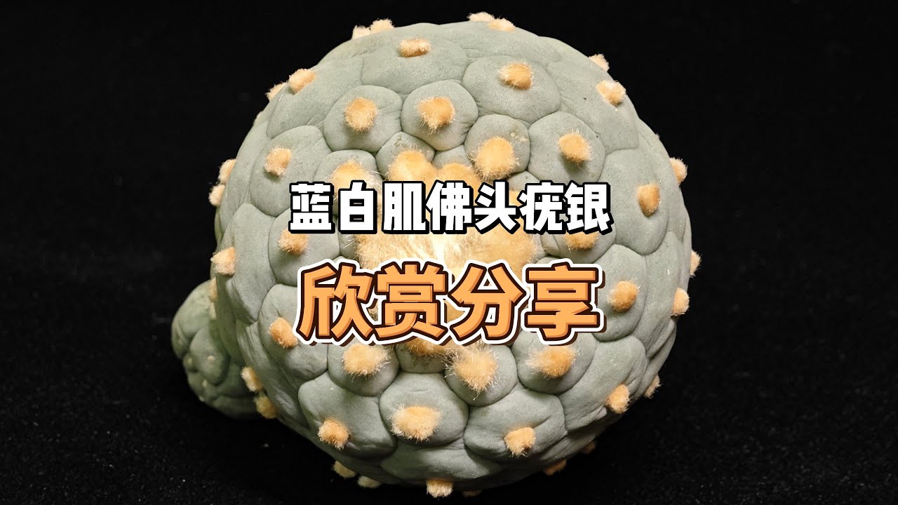 小精品丨蓝白肌佛头疣银冠玉，欣赏分享- YouTube