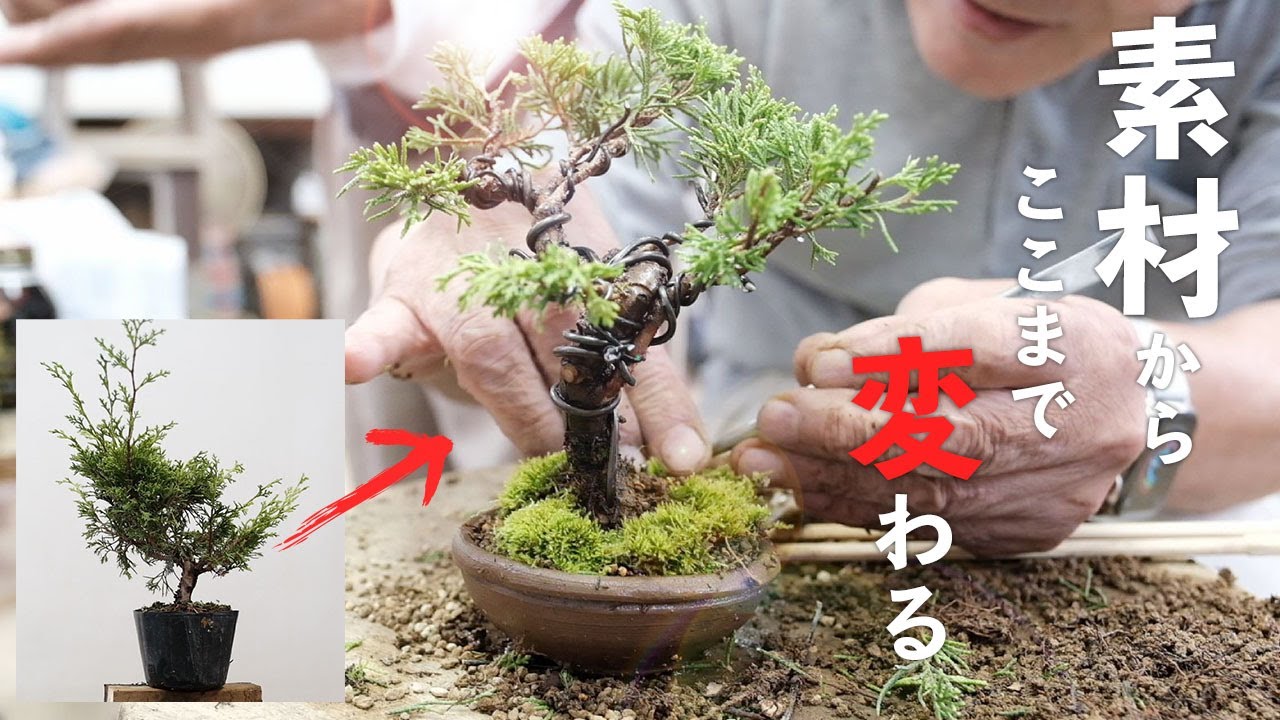 Learn pruning and wire hooking of Makashi - YouTube