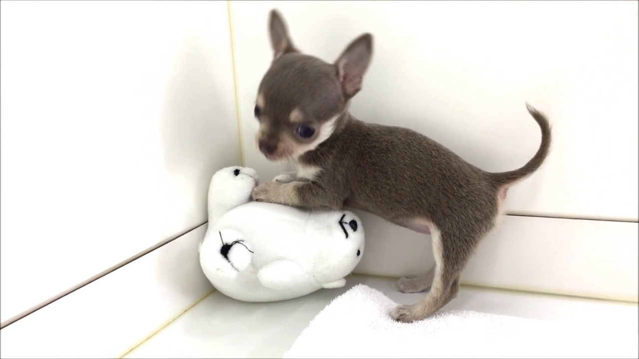 スムースコートチワワ | さいたま市の有限会社ぽちプラザ | Page 1000