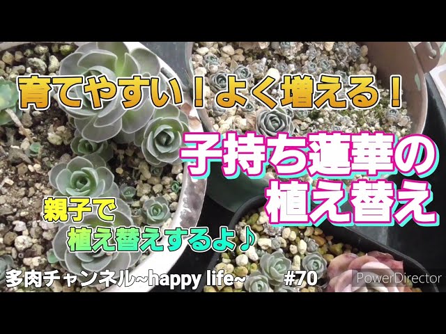 多肉植物】#70 育てやすい！よく増える！子持ち蓮華の植え替え♪1つの