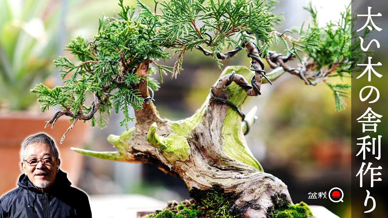 糸魚川真柏・紀州真柏 見分け方と、それぞれの特徴 [盆栽初心者講座