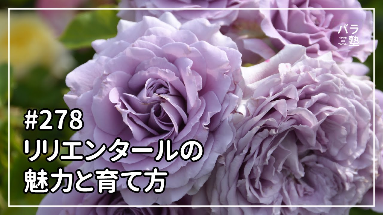 278 The charm of Lilienthal and how to grow it - YouTube