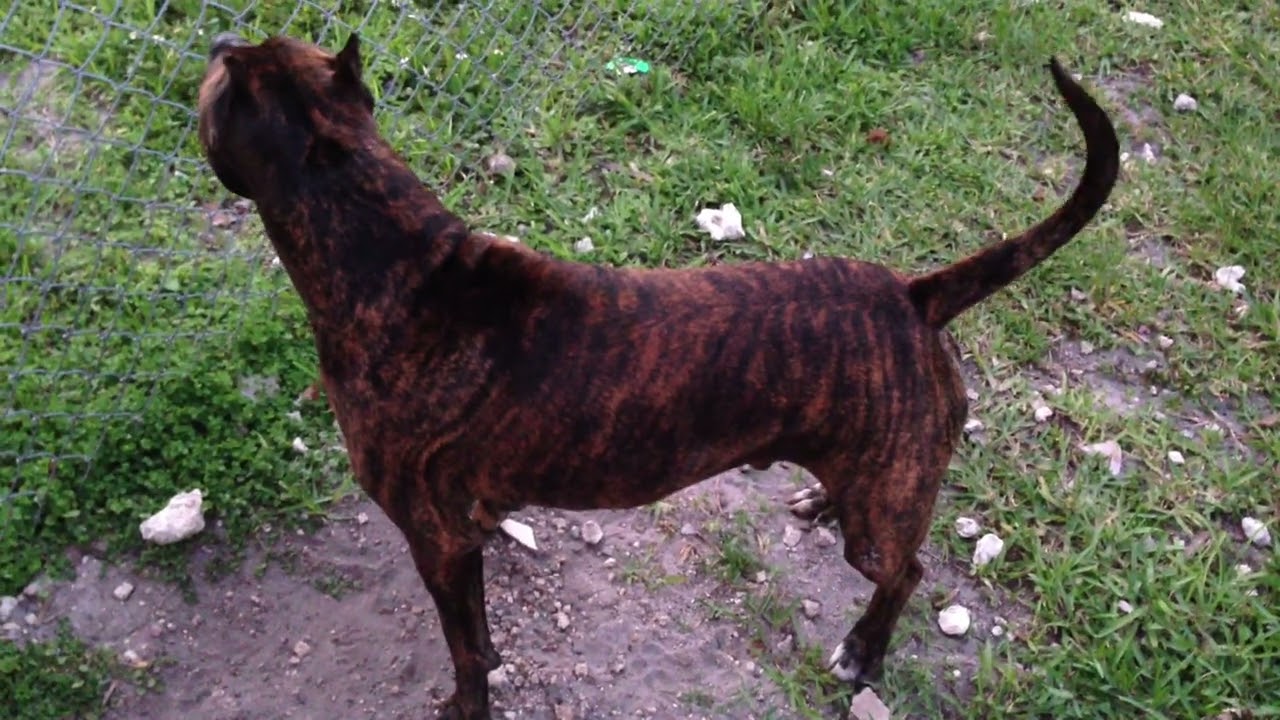 TIGER STRIPE PITBULL - YouTube