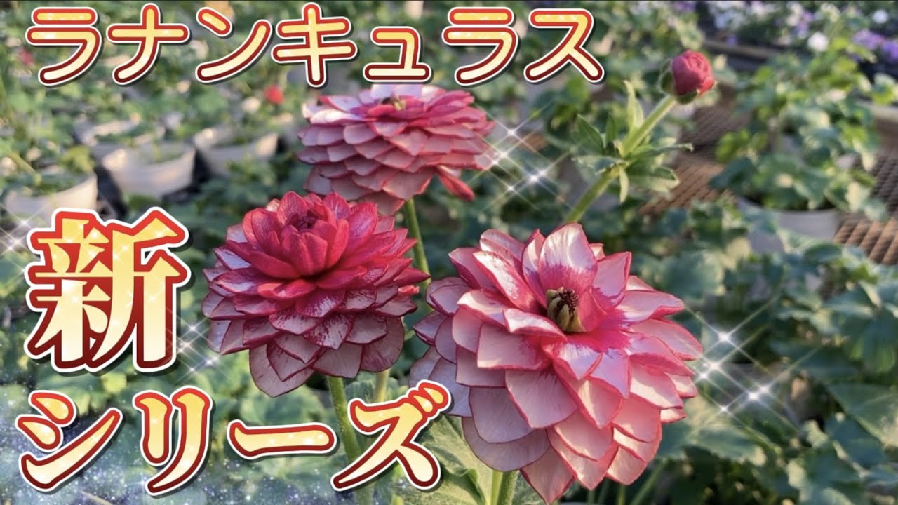 ラナンキュラスのランドセル？！【ガーデニング】【ラナンキュラス