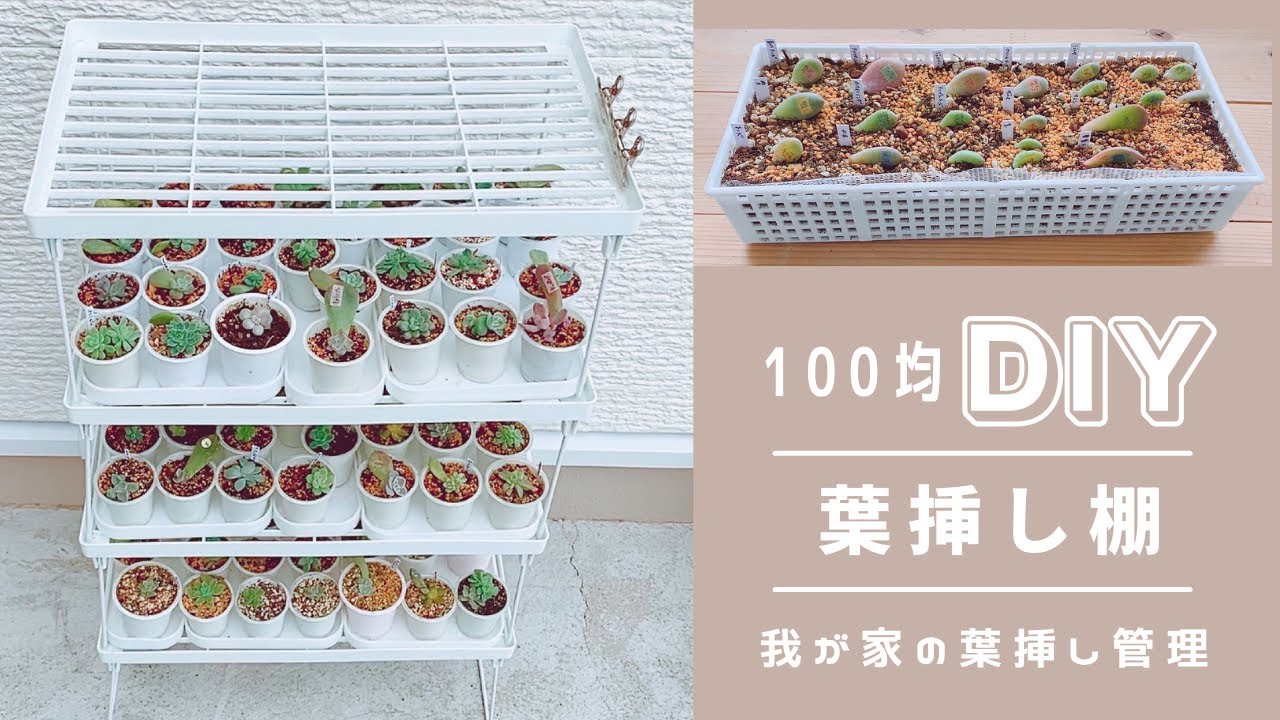 DIY】葉挿し棚も葉挿しトレーも100均(ダイソー)で管理してます【多肉