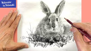 Eng sub] How to Draw a rabbit with a pencil | Step by Step