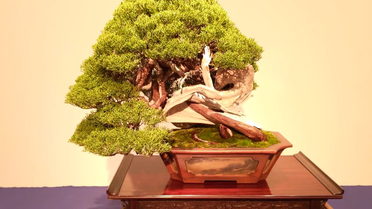 🌳#極#盆栽 #国風賞 #中品 #真柏 #いぼたのき #第99回#2025年 #国風