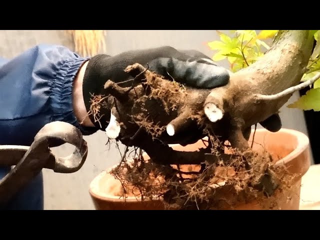 A mountain maple tree that looks just like a seal. A Japanese