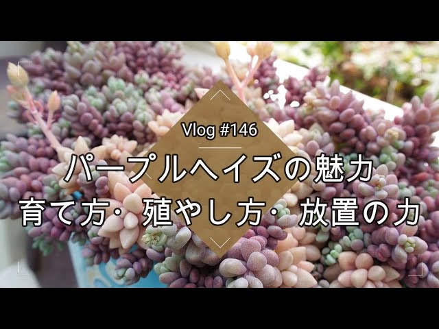 Vlog 146] [Succulents] The charm of Purple Haze 💜 How to grow