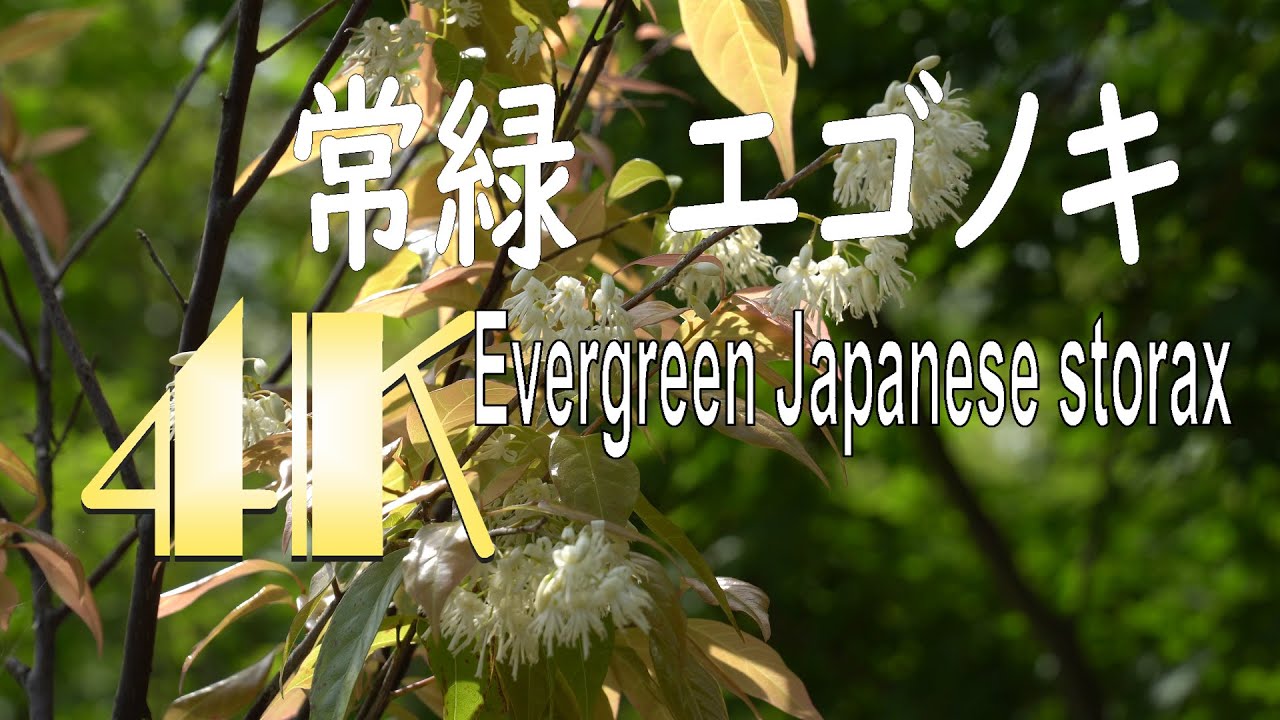 山採り自然樹形オトコヨウゾメ花 2024 秋元園芸 - YouTube