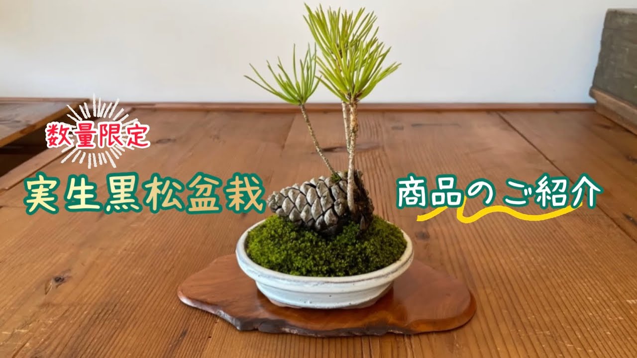 園芸】実生黒松盆栽 商品のご説明 - YouTube