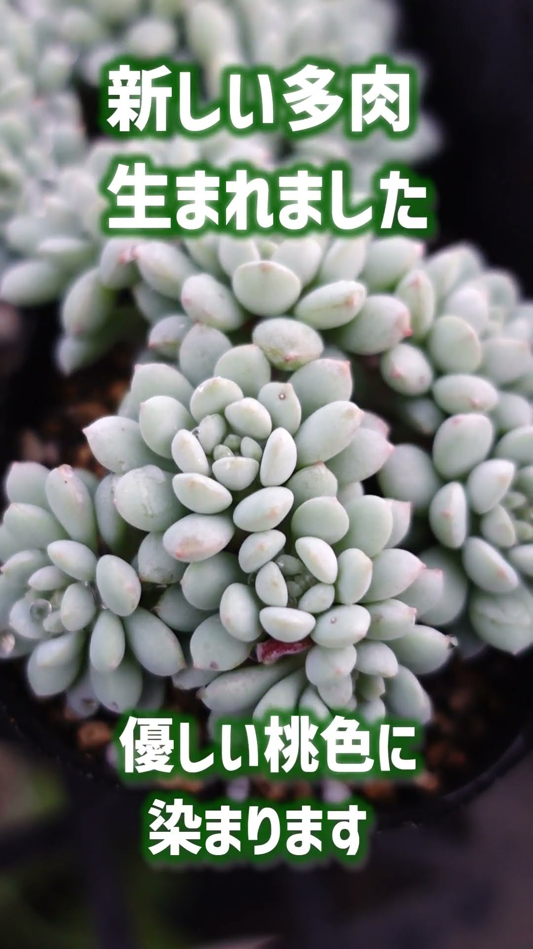 S48【桃色かわいいつぶつぶ多肉、生まれました】つぶつぶ、ももも