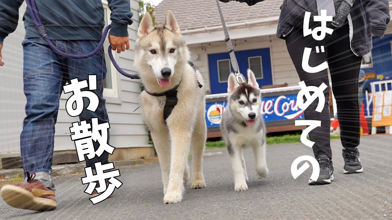 Puppy] My 3-month-old little brother was so adorable when he went